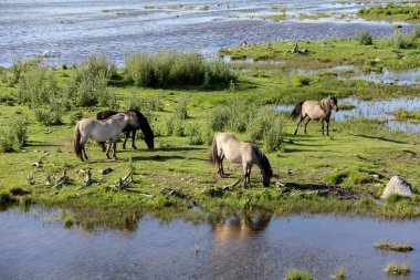 Vahşi atlar çayırda çimen ve çim yiyor