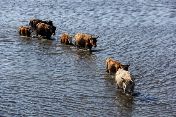 Wilde Kühe schwimmen am Engurer See — Stockfoto
