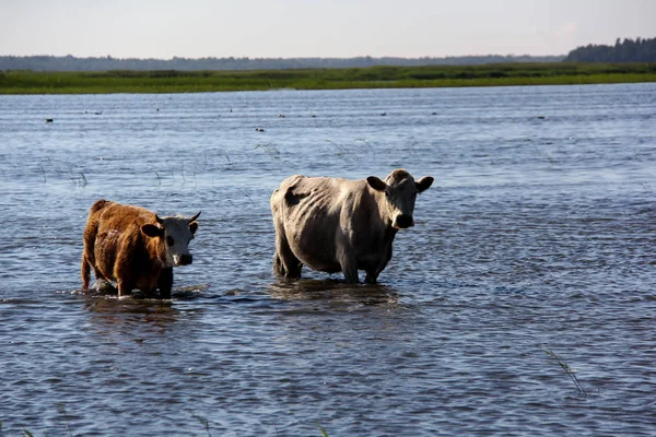 Vahşi inek Engure gölde yüzmek