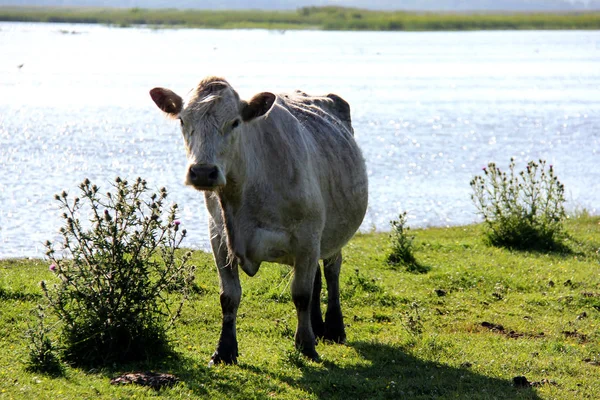 Dzikie krowy pasące się i jedzenie trawy na łące, przez jezioro Engure — Zdjęcie stockowe