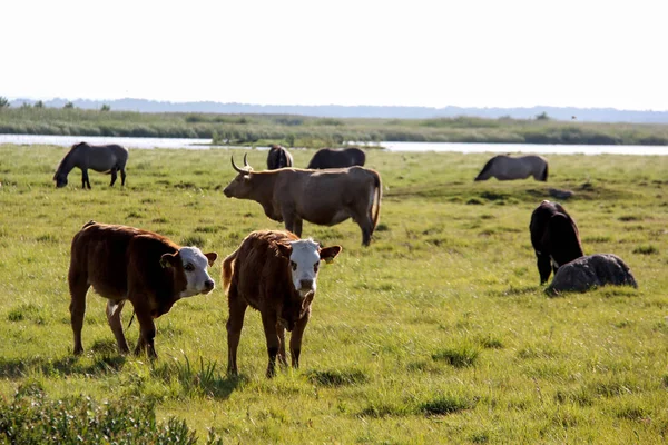 Engure göl kenarında çayırda vahşi inekler otlatma ve yemek çimen