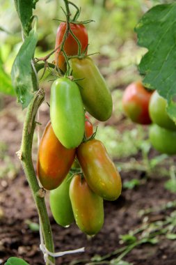 Domatesler bahçede,