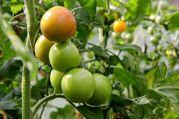 Tomates dans le jardin, — Photo