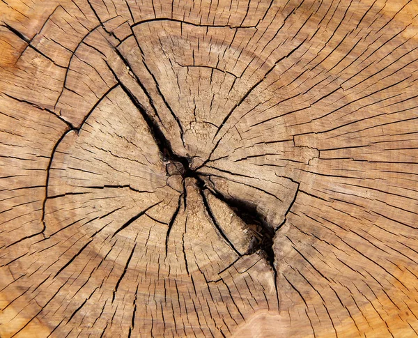 Struktur Närbild Tree Trunk Bakgrund Och Textur Trä Textur Skurna — Stockfoto
