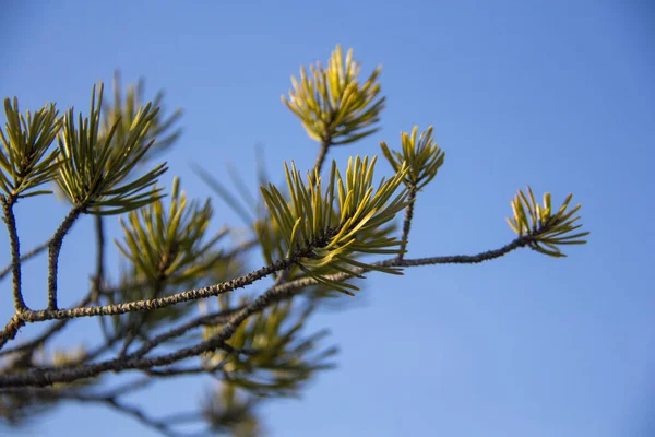Närbild Gren Ett Träd Med Blå Himmel — Stockfoto