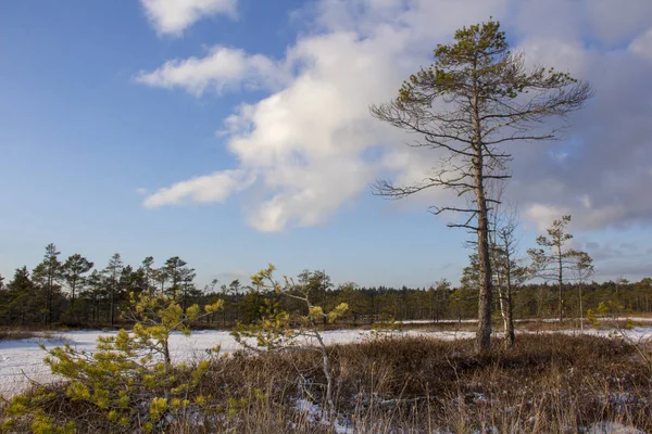 Kemeri Nationalpark Lettland Vinter Snöig Vinterdag Träsk Lilla Kärret Träd — Stockfoto