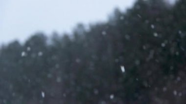 yavaş yavaş düşen kar beyaz gökyüzü doğal ışık ve hız ve çam ağacı ahşap arka planda karşı pul