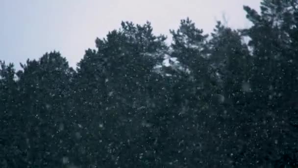 Yavaş Yavaş Düşen Kar Beyaz Gökyüzü Doğal Işık Hız Çam — Stok video