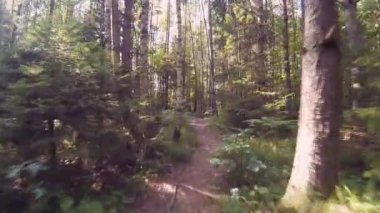 Orman yolunda koşmak. Pov Steadicam shot. Işık huzmeleri ve sızıntılar kameraya düşer.