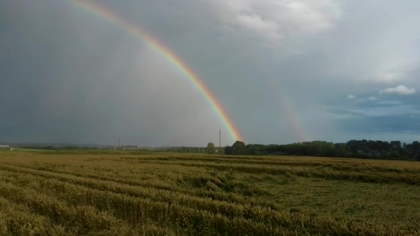 Arco Íris Acima Campo Trigo Flight Ripe Crop Field Rain — Vídeo de Stock