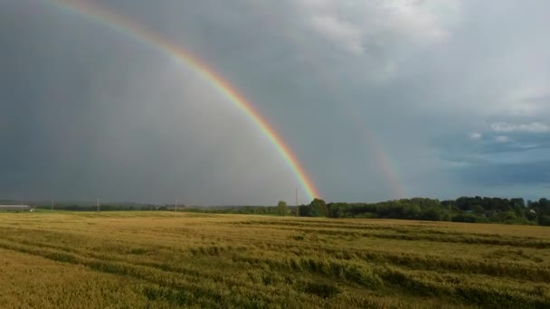 Arc-en-ciel au dessus du champ de blé. Vol au-dessus d'un champ de culture mûr après la pluie et l'arc-en-ciel coloré dans la campagne rurale de fond. Tir Dron Aérien .