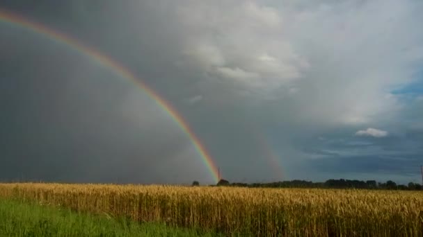 Rainbow Wheat Field Flight Ripe Crop Field Rain Colorfull Rainbow — ストック動画