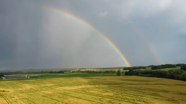 Rainbow Above Wheat Field. Flight Down Ripe Crop Field After Rain and Colorfull Rainbow in Background Rural Countryside. Aereal Dron Shoot.