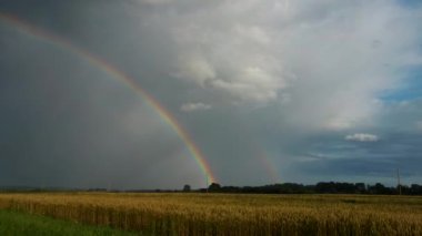 Buğday tarlasının üstündeki gökkuşağı. Yağmur Sonrası Olgun Ekin Tarlası ve Kırsal Arazide Renkli Gökkuşağı Uçuşu. Hava Dron Atışı.