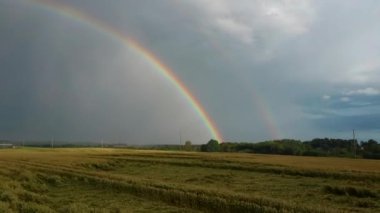 Buğday tarlasının üstündeki gökkuşağı. Yağmur Sonrası Olgun Ekin Tarlası ve Kırsal Arazide Renkli Gökkuşağı Uçuşu. Hava Dron Atışı.