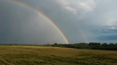 Buğday tarlasının üstündeki gökkuşağı. Yağmur Sonrası Olgun Ekin Tarlası ve Kırsal Arazide Renkli Gökkuşağı Uçuşu. Hava Dron Atışı.
