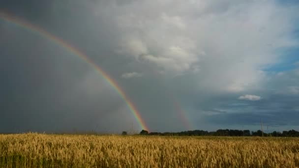 Rainbow Wheat Field Flight Ripe Crop Field Rain Colorfull Rainbow — ストック動画