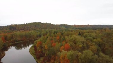 Gauja Nehri 'nin Sonbahar Manzarası Orman Renkli Sarı Turuncu ve Yeşil Ağaçlar, Güneşli Gün. Sigulda, Letonya 'da Altın Sonbahar sezonu sırasında. Hava Dron Atışı.