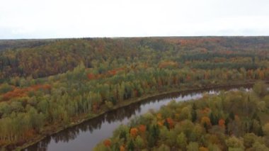 Gauja Nehri 'nin Sonbahar Manzarası Orman Renkli Sarı Turuncu ve Yeşil Ağaçlar, Güneşli Gün. Sigulda, Letonya 'da Altın Sonbahar sezonu sırasında. Hava Dron Atışı.