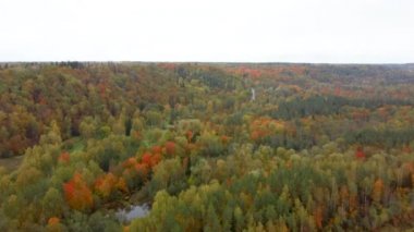 Gauja Nehri 'nin Sonbahar Manzarası Orman Renkli Sarı Turuncu ve Yeşil Ağaçlar, Güneşli Gün. Sigulda, Letonya 'da Altın Sonbahar sezonu sırasında. Hava Dron Atışı.
