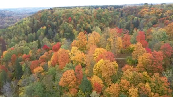 Paysage Aérien Automne Vue Des Arbres Colorés Verts Orangés Rougeâtres — Video