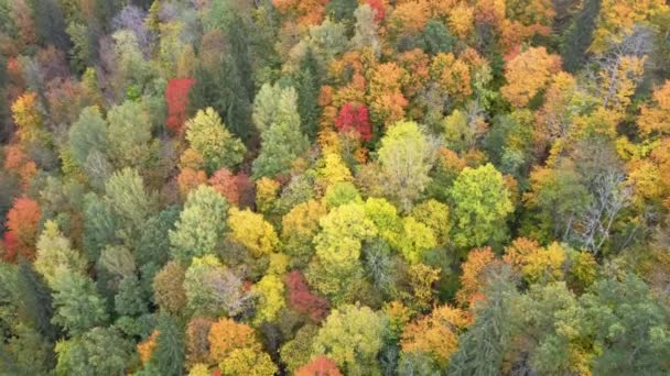 Autumn Aerial Landscape View Bright Multi Colored Trees Green Orange — Stock Video
