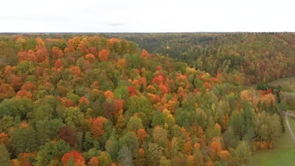 Paysage Aérien Automne Vue Des Arbres Colorés Verts Orangés Rougeâtres — Video