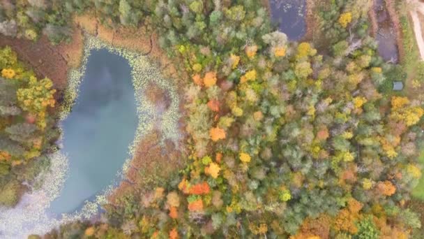 Autumn Landscape View Gauja River Forests Colorful Bright Yellow Orange — стокове відео