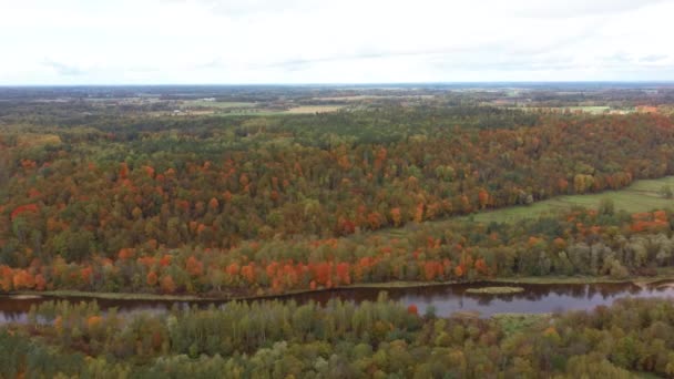 Осенний Пейзаж Видом Реку Гауя Лесов Красочные Яркие Желтые Апельсины — стоковое видео