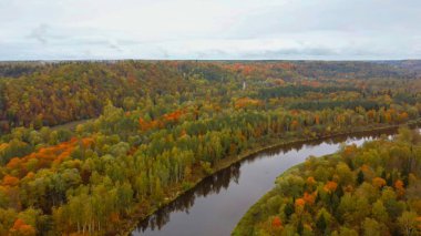 Gauja Nehri 'nin Sonbahar Manzarası Orman Renkli Sarı Turuncu ve Yeşil Ağaçlar, Güneşli Gün. Sigulda, Letonya 'da Altın Sonbahar sezonu sırasında. Hava Dron Atışı.