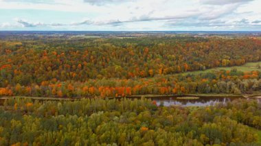 Gauja Nehri 'nin Sonbahar Manzarası Orman Renkli Sarı Turuncu ve Yeşil Ağaçlar, Güneşli Gün. Sigulda, Letonya 'da Altın Sonbahar sezonu sırasında. Hava Dron Atışı.