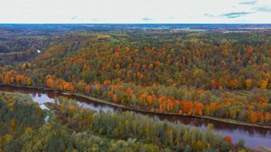 Gauja Nehri 'nin Sonbahar Manzarası Orman Renkli Sarı Turuncu ve Yeşil Ağaçlar, Güneşli Gün. Sigulda, Letonya 'da Altın Sonbahar sezonu sırasında. Hava Dron Atışı.
