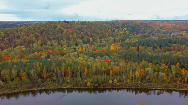 Autumn Landscape View Gauja River Forests Colorful Bright Yellow Orange — 图库照片