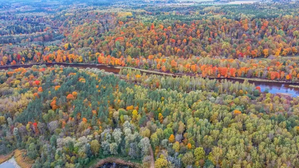 Autumn Landscape View Gauja River Forests Colorful Bright Yellow Orange — ストック写真