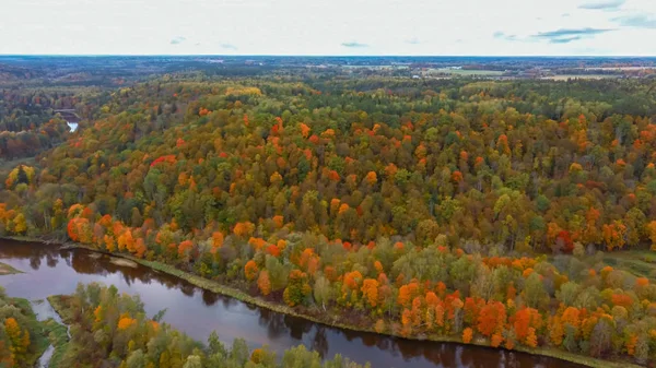Осенний Пейзаж Видом Реку Гауя Лесов Красочные Яркие Желтые Апельсины — стоковое фото