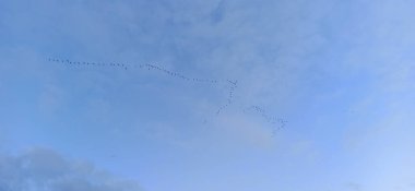 Sıcak Topraklarda uçan kuşların siluetleri. Kara Kuşlar ya da Kargalar Arkaplanda Bulutlarla Uçuyor. Göçmen Kuş Sürüsü Gökyüzünde Uçuyor.