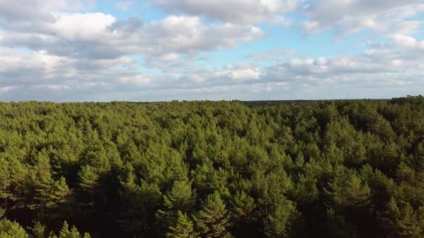 Воздушный Полет Над Зеленым Сосновым Лесом Верхний Вид Парке Пайн — стоковое видео