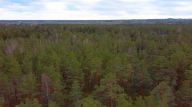 Orman Ağaçları 'ndaki Çam Ağacı Parkı' nda Gökyüzü Uçuşu.