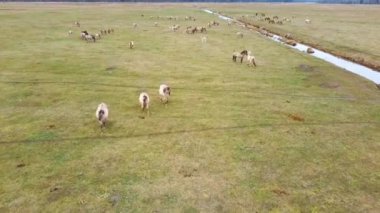 Dunduru çayır ve Letonya Parkı 'ndaki Nehir Arkaplan Alanı' nda Çimen ve Yiyen Çimenler 'de Genç İnekler ve Heck Sığırları Konik Atları ve Tayları ile Hava Manzarası