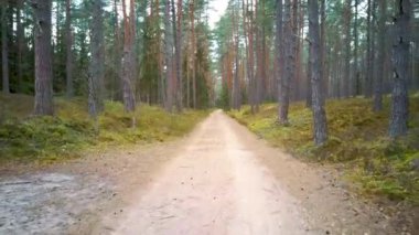 Kırsal Toprak Yolu Güzel Ormanın İçinden, Evergreen Ağaçları Yeşiller Yeşillik, Pov İlerleme Görüntüsü Güneşli Gün