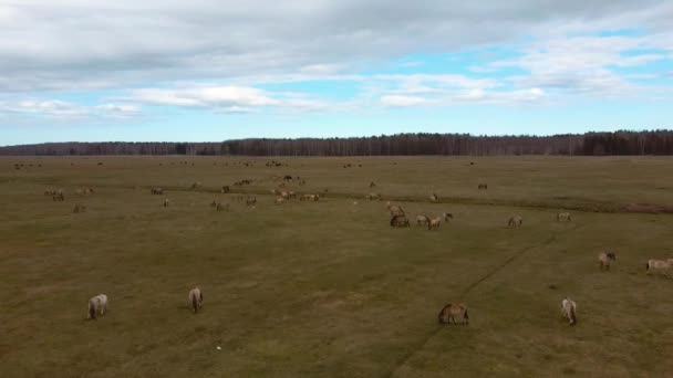 Flygutsikt Över Vilda Kor Med Unga Kalvar Och Boskap Konik — Stockvideo