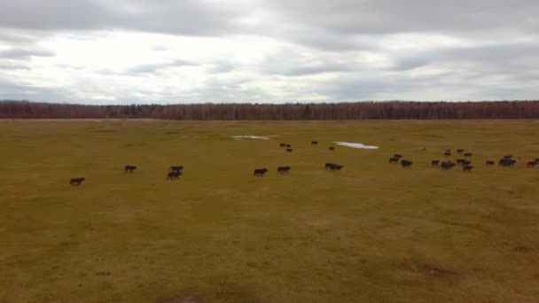 Flygutsikt Över Vilda Kor Med Unga Kalvar Och Boskap Konik — Stockvideo