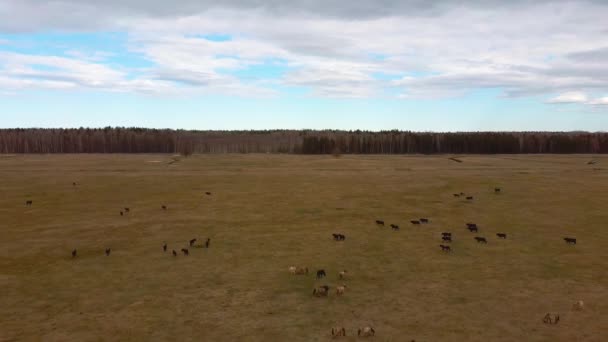 Widok Lotu Ptaka Nad Dzikimi Krowami Młodymi Cielętami Bydłem Heck — Wideo stockowe