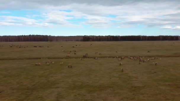 Flygutsikt Över Vilda Kor Med Unga Kalvar Och Boskap Konik — Stockvideo