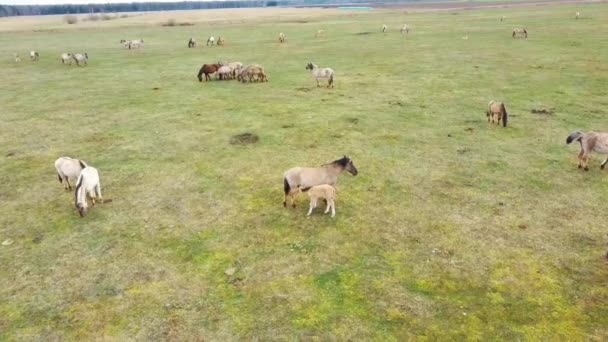 Aerial View Wild Cows Young Calfs Heck Cattle Konik Horses — 비디오