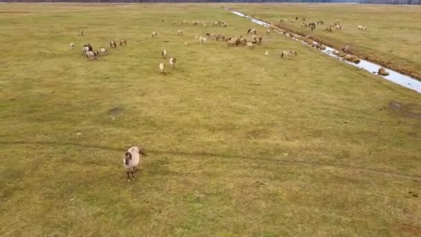 Aerial View Wild Cows Young Calfs Heck Cattle Konik Horses — 비디오