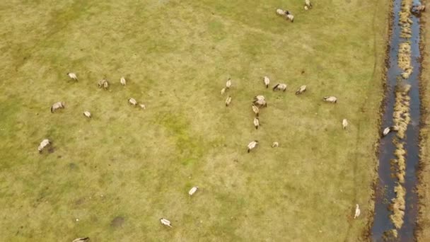 Aerial View Wild Cows Young Calfs Heck Cattle Konik Horses — 비디오