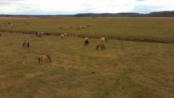 Flygutsikt Över Vilda Kor Med Unga Kalvar Och Boskap Konik — Stockvideo