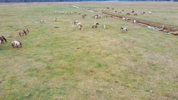 Vista Aérea Sobre Vacas Silvestres Con Terneros Jóvenes Ganado Heck — Vídeo de stock