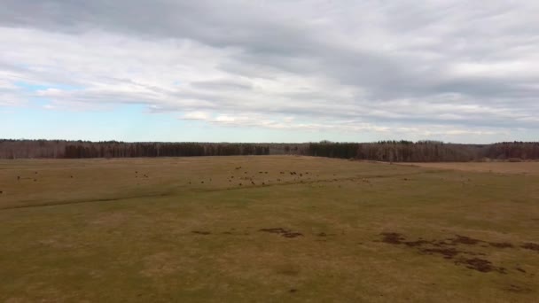 Uitzicht Vanuit Lucht Boven Wilde Koeien Met Jonge Kuiten Heck — Stockvideo